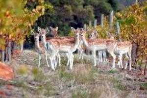 Vineyard deer ©mchv.com.au
